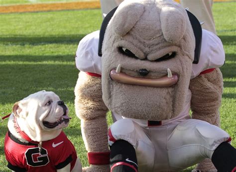 UGA Mascot Adoption: The Process of Finding and Training a New Bulldog